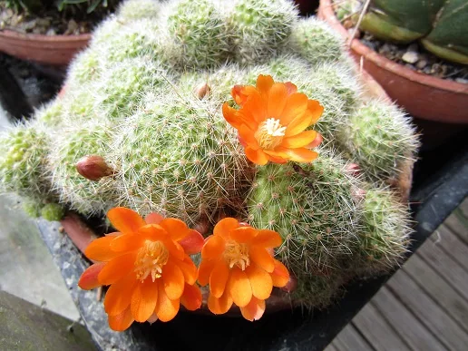 Cacti, a spiny story — photograph 28