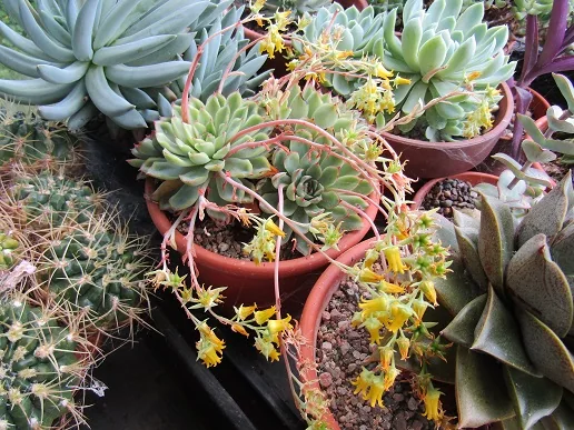 Cacti, a spiny story — photograph 26