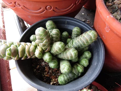 Cacti, a spiny story — photograph 29
