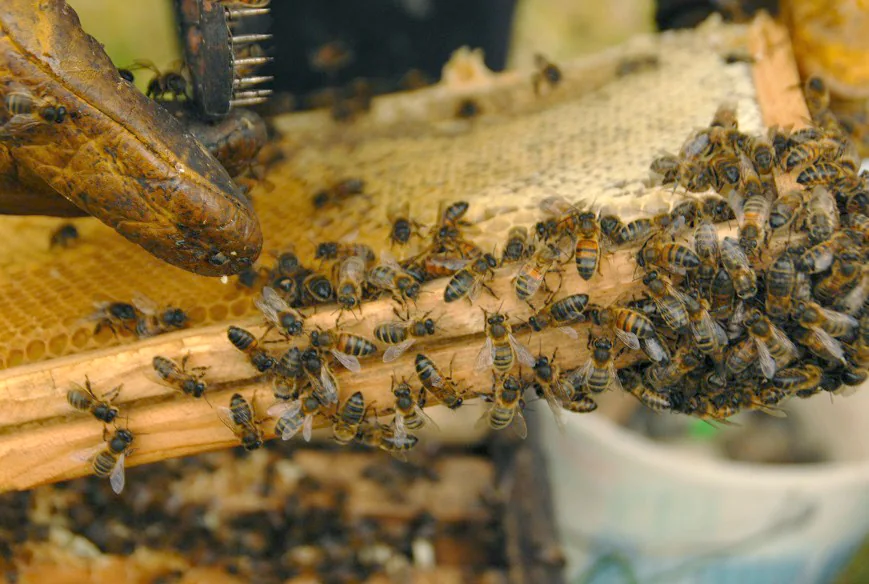 Keeping Bees — photograph 2