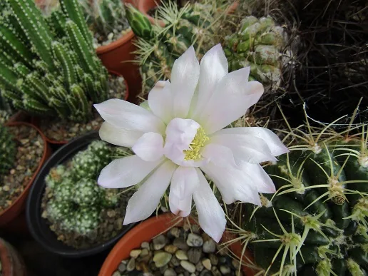 Cacti, a spiny story — photograph 25