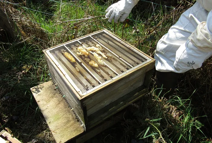 Keeping Bees — photograph 11