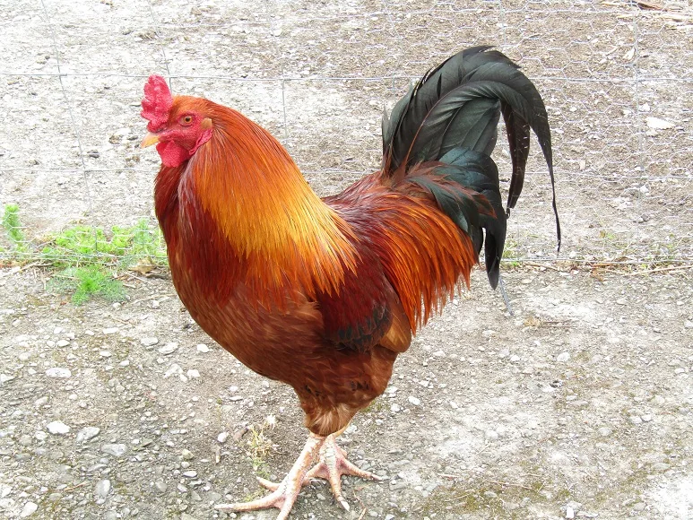 Chicken Run