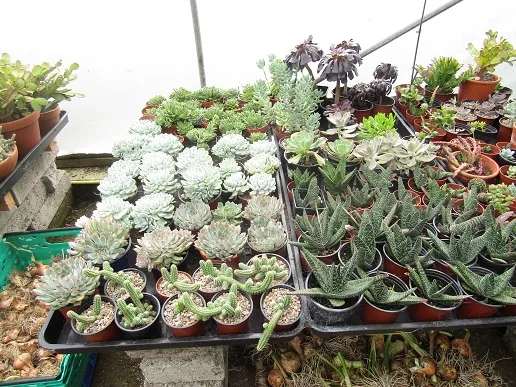 Cacti, a spiny story — photograph 34