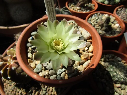 Cacti, a spiny story — photograph 21
