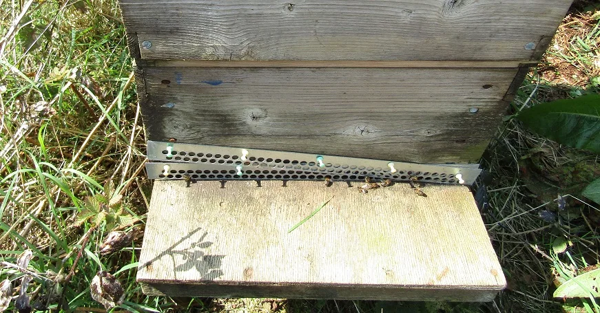 Keeping Bees — photograph 14