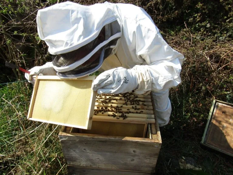 Keeping Bees