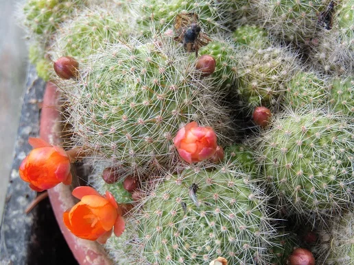 Cacti, a spiny story — photograph 27
