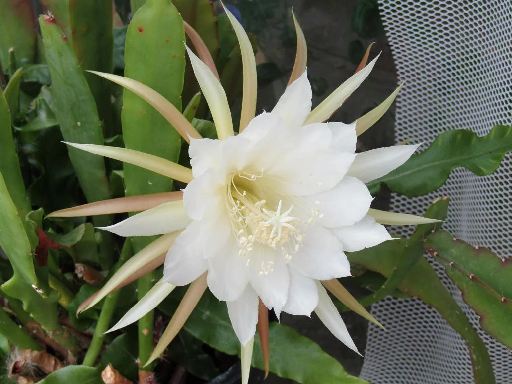 Cacti, a spiny story — photograph 2