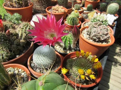 Cacti, a spiny story — photograph 15