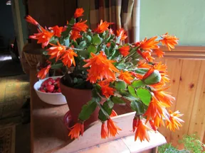 Cacti, a spiny story — photograph 3