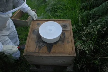 Keeping Bees — photograph 9