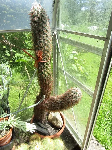 Cacti, a spiny story — photograph 7
