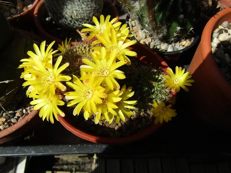 Cacti, a spiny story — photograph 19