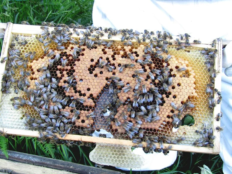 Keeping Bees — photograph 7