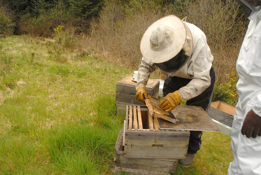 Keeping Bees — photograph 1