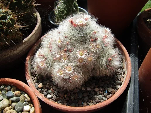 Cacti, a spiny story — photograph 14