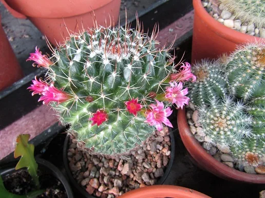 Cacti, a spiny story — photograph 24