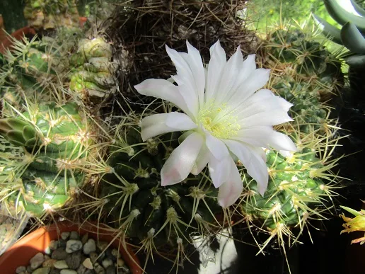 Cacti, a spiny story — photograph 16