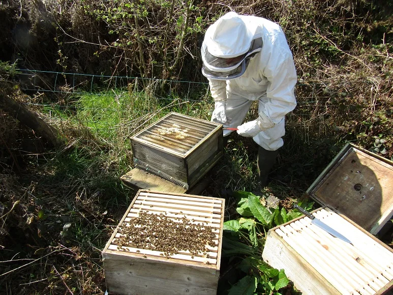 Keeping Bees — photograph 8