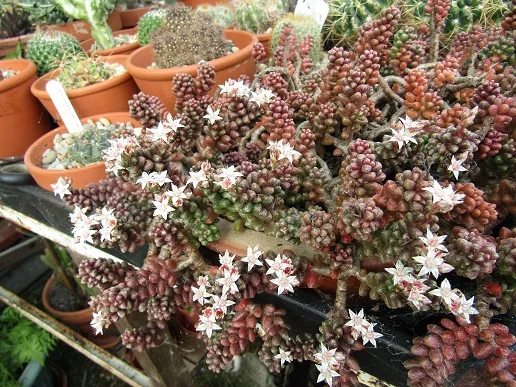 Cacti, a spiny story — photograph 10