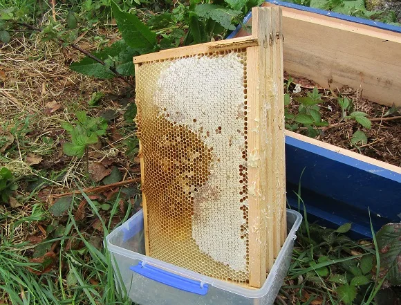 Keeping Bees — photograph 15