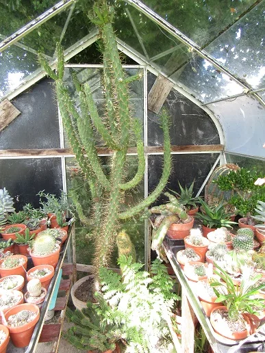 Cacti, a spiny story — photograph 6