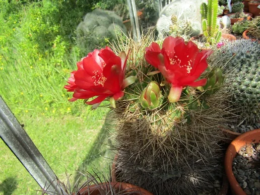 Cacti, a spiny story — photograph 17