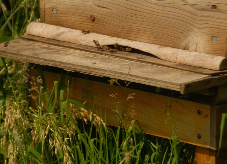 Keeping Bees — photograph 5