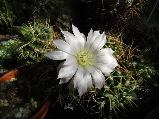 Cacti, a spiny story — photograph 18