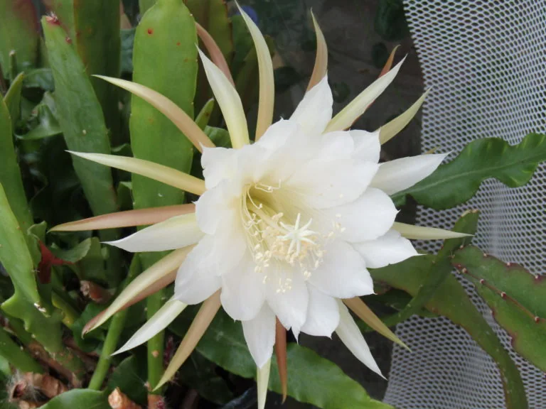 Cacti, a spiny story