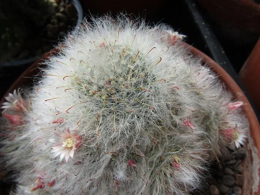 Cacti, a spiny story — photograph 1