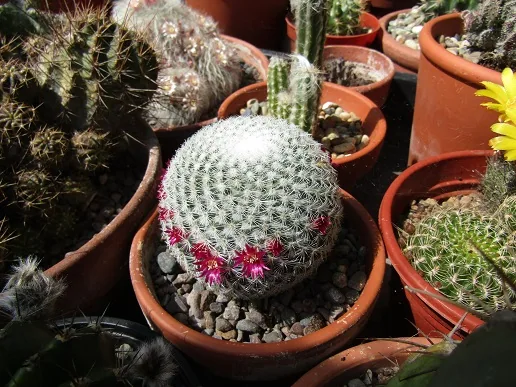 Cacti, a spiny story — photograph 13