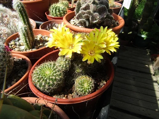 Cacti, a spiny story — photograph 12