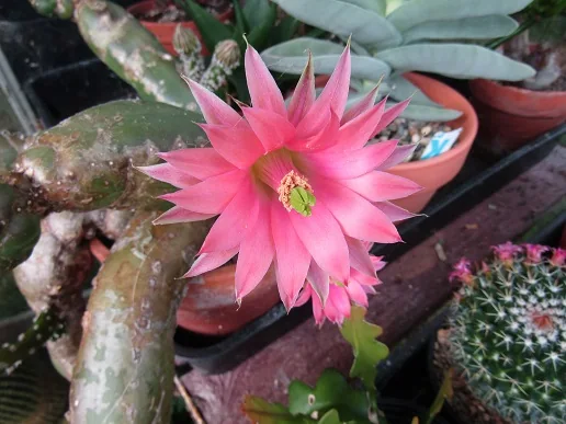 Cacti, a spiny story — photograph 23