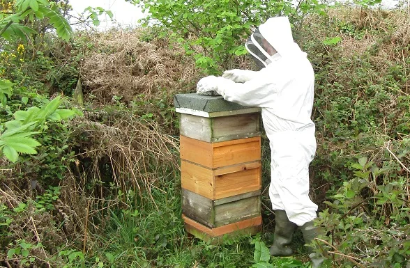 Keeping Bees — photograph 6