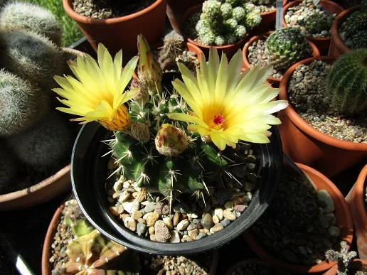 Cacti, a spiny story — photograph 22