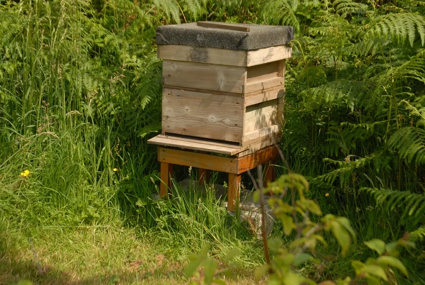 Keeping Bees — photograph 4