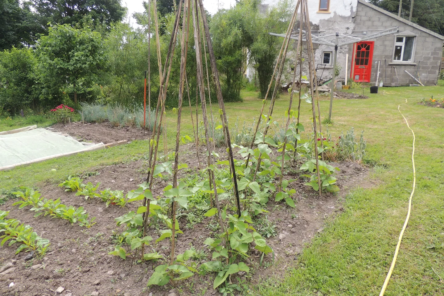 The Garden