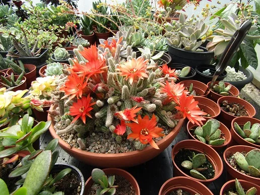 Cacti, a spiny story — photograph 20