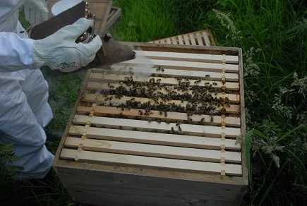 Keeping Bees — photograph 10
