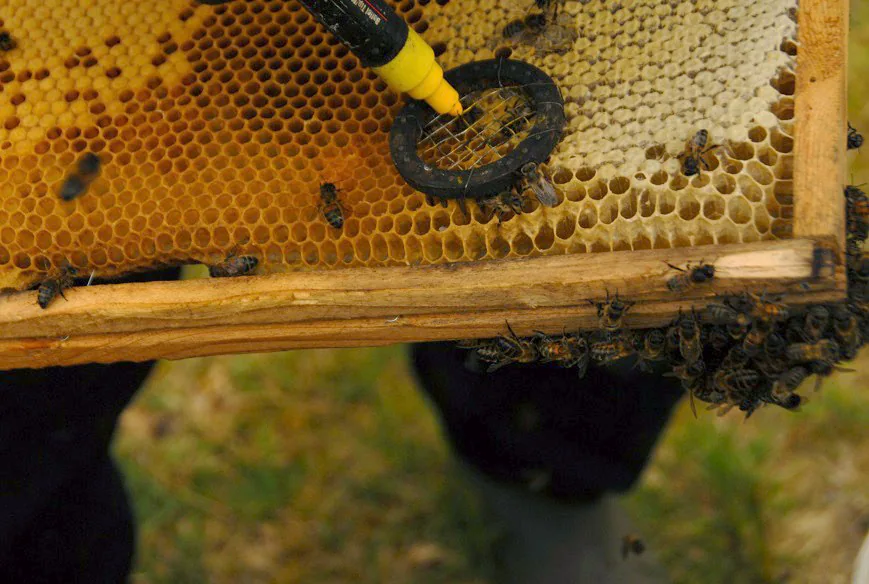 Keeping Bees — photograph 3