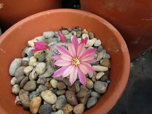 Cacti, a spiny story — photograph 9