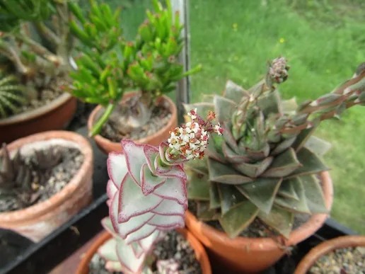 Cacti, a spiny story — photograph 11